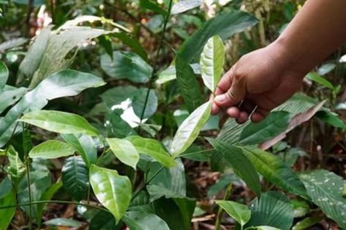'Lá thịt gà' mọc ở bờ rào thành đặc sản, giá 30.000đ/kg