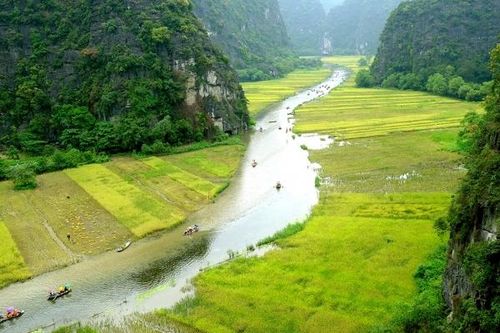 Đẹp ngỡ ngàng cánh đồng lúa chín Tam Cốc với các góc nhìn từ trên cao