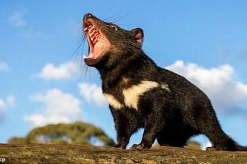 Quỷ Tasmania lần đầu tiên được sinh ra trong môi trường hoang dã ở đại lục Australia sau 3.000 năm
