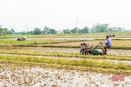 Sản xuất hè thu ở Đức Thọ: 'Sớm ngày nào hay ngày đó'