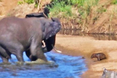 Bị voi khổng lồ điên cuồng 'giày xéo', hà mã con vẫn thoát chết khó tin