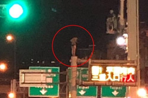 Cô gái mặc quần đùi trèo cột đèn cao 8m, nghi muốn tự tử