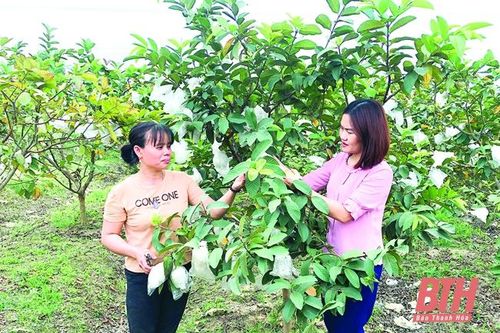 Nâng cao chất lượng đội ngũ cán bộ cơ sở ở huyện Thạch Thành