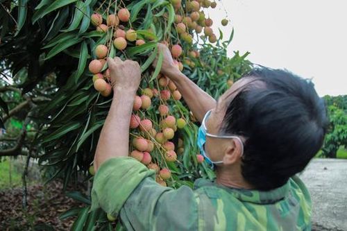 Mỗi giờ Sendo.vn bán hết 1 tấn vải thiều Hải Dương