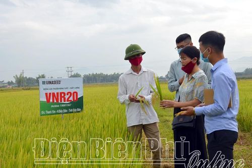 Khảo nghiệm giống lúa mới, nâng cao năng suất, chất lượng