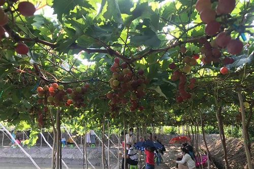 Những vườn nho trĩu quả trên Đất Sen hồng
