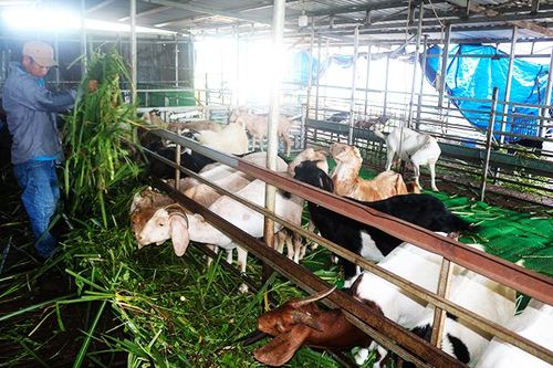 Thêm nguồn thu nhập từ nuôi dê