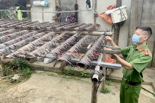 Kích giun đất để làm gì?