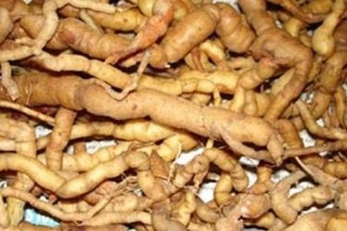 Cây thuốc quý ba kích - tiềm năng còn bỏ ngỏ