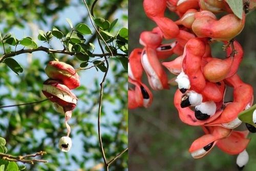 Mấy ai còn nhớ loại quả dại 'ngòn ngọt bùi bùi' mà lũ trẻ hay tranh nhau ăn?