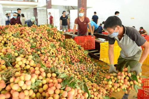 Chính phủ chỉ đạo tháo gỡ khó khăn cho nông sản Bắc Giang