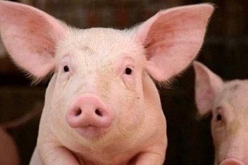 Việt Nam ngừng nhập khẩu lợn sống từ Thái Lan