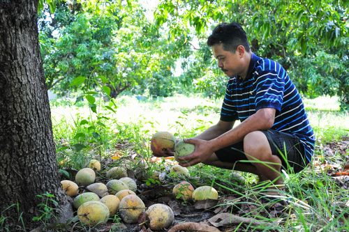 Xoài Úc chín rụng đầy gốc ở Khánh Hòa