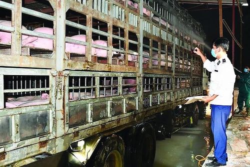 Tạm dừng nhập lợn sống từ Thái Lan do phát hiện lô hàng nhiễm dịch tả châu Phi