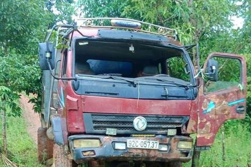 Kon Tum: Khởi tố vụ cưa hạ gỗ dổi cổ thụ