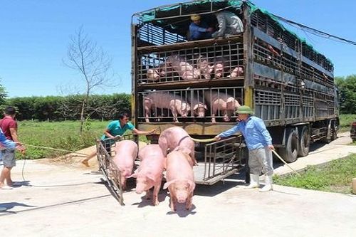 Tạm ngừng nhập khẩu lợn sống từ Thái Lan kể từ ngày 30/6/2021