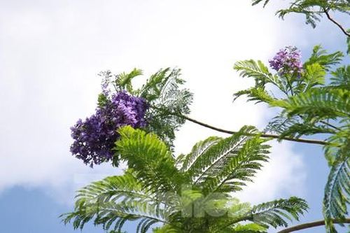 Ngỡ ngàng những hàng phượng tím khoe sắc ở Hà Nội