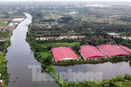 Người dân Đồ Sơn khốn đốn vì trại lợn xả thải ra sông, gây ô nhiễm