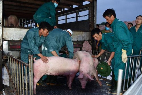 Phát hiện lợn nhiễm dịch tả châu Phi: Việt Nam ngừng nhập hàng từ Thái Lan