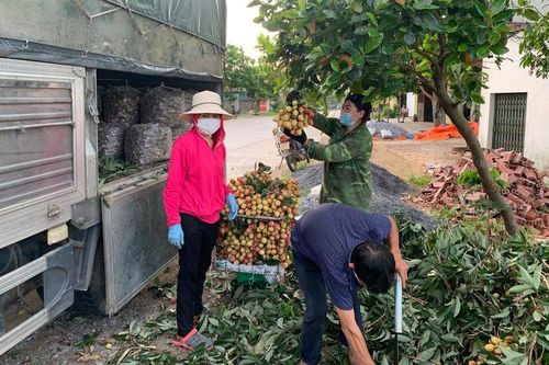 Bắc Giang phạt tiền người tung tin và người bình luận vải thiều bị ép giá