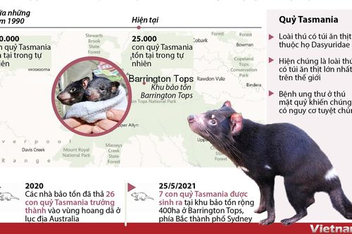 Quỷ Tasmania ra đời tại Australia sau 3.000 năm biến mất khỏi lục địa