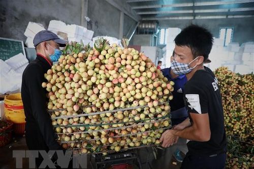 Thủ tướng chỉ đạo tháo gỡ khó khăn tiêu thụ nông sản cho Bắc Giang