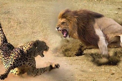 Clip: Sư tử đực bẽ bàng vì chơi lớn đòi ăn thịt báo săn