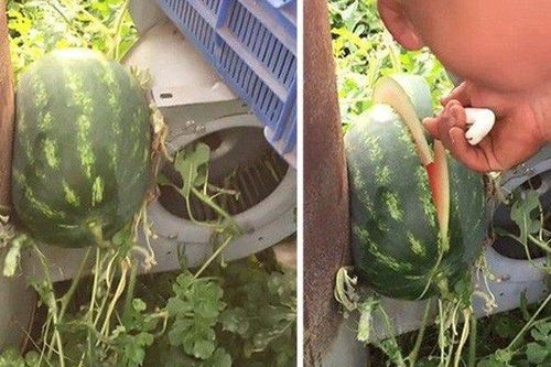 Dưa hấu mọc 'ngang ngược' nhưng bổ ra mới khiến người ta bất ngờ