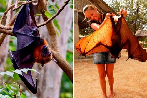 Loài dơi và những siêu năng lực bất ngờ không phải ai cũng biết