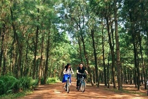 Những rừng thông đẹp nhất miền Bắc Việt Nam