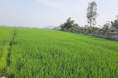 Chọn lọc giống lúa cho vụ thu đông 2021