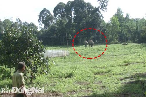 Voi rừng xuất hiện liên tục tại 2 xã: Thanh Sơn và Phú Lý