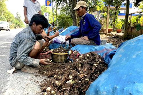 Giá khoai môn giảm