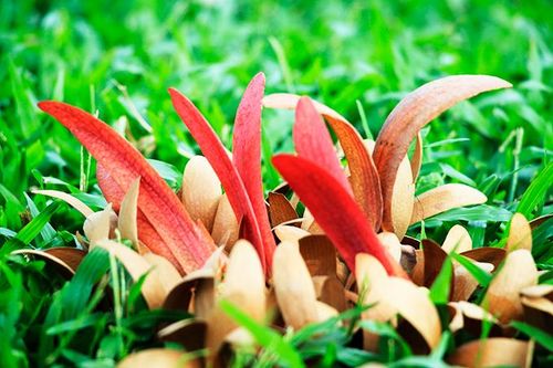 Cánh hoa dầu xoay tít bay bay…