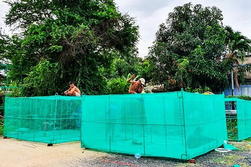 Ồ ạt nuôi tôm hùm trên vịnh Cam Ranh
