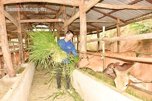 Sốp Cộp tạo bước đột phá trong phát triển KT-XH