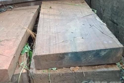 Khởi tố vụ án khai thác gỗ dổi cổ thụ