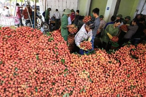 Điều tra việc tung tin vải Lục Ngạn bị ép giá 2.000 đồng/kg