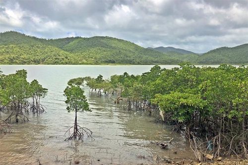 Cuộc săn bãi triều, nguy cơ cạn kiệt nguồn lợi sá sùng