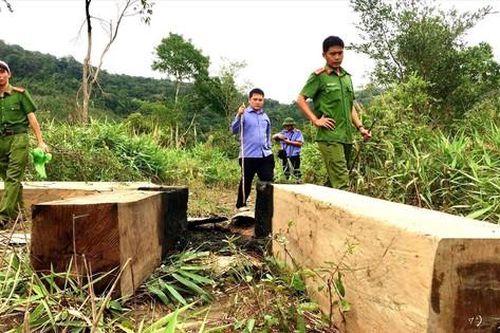 Hàng loạt hạt trưởng kiểm lâm Gia Lai nghỉ việc: Có bất thường?