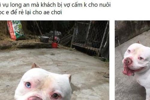 Khi người tiếp tay cho chó…