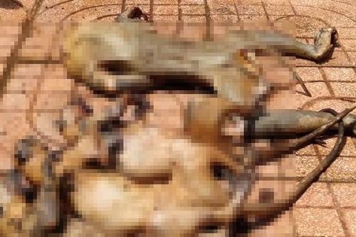 Voọc và nhiều động vật khác bị 3 thợ săn giết hại dã man