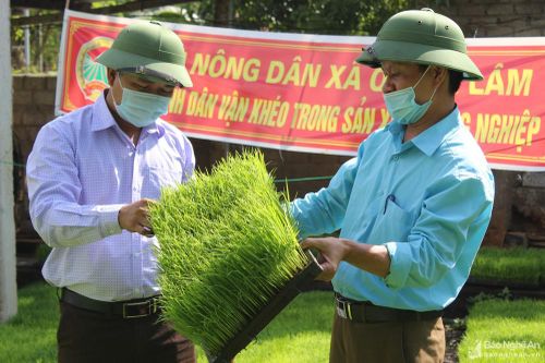 Nông dân Quỳnh Lưu gieo mạ khay và cấy máy tiết kiệm chi phí