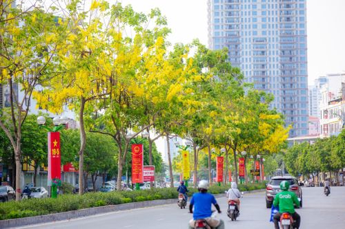Chiêm ngưỡng muồng hoàng yến nở vàng rực góc trời Thủ đô