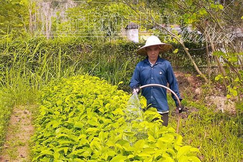 Nỗ lực hoàn thành trồng rừng phòng hộ