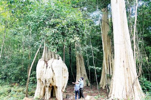 Khai thác hiệu quả môi trường rừng