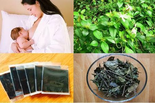 Chè vằng