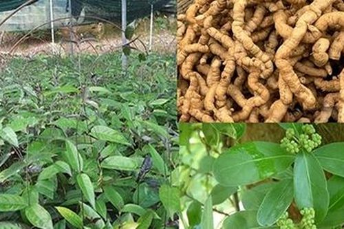 Hiệu quả kinh tế từ việc nghiên cứu chế tạo thực phẩm chức năng nano ba kích