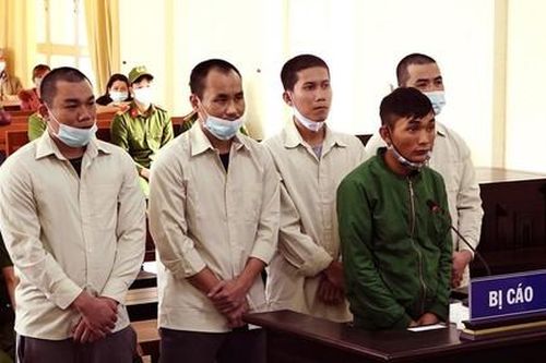 Lâm Đồng: Hơn 44 năm tù cho 5 bị cáo chuyên trộm lan đột biến