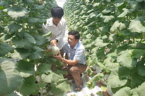 Vụ xuân 2021 ở Nghệ An được mùa toàn diện